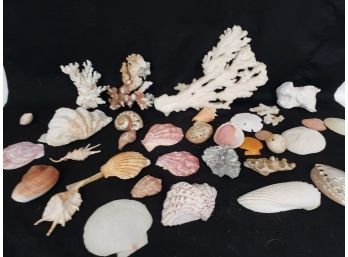 Wonderful Unique Seashell Coral Collection With Hard To Find Pieces