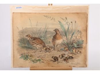 Large Unframed Edouard Travis Print Caille Des Bls (Quail Of The Wheat)