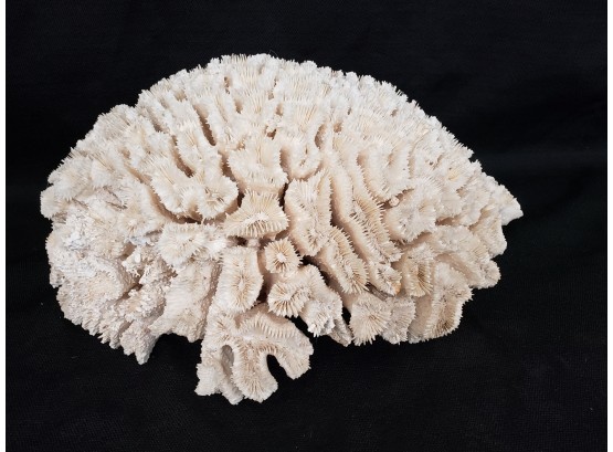 Large Brain Coral
