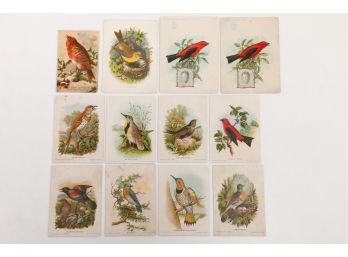 12 Bird Theme Victorian Trade Cards