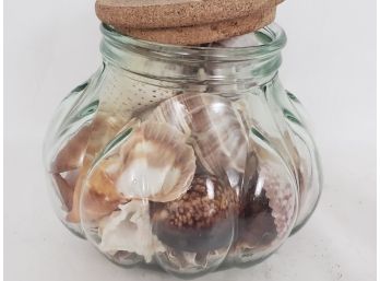 Collection Of Large Unique Seashells From Around CT In Large Glass Jar