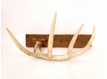 Single Mounted Large Deer Antler,rustic Hat Rack
