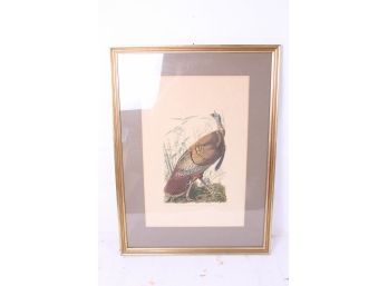 Vintage Framed Audubon Wild Turkey Print