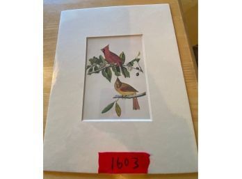 Matted John James Audubon Northern Cardinal