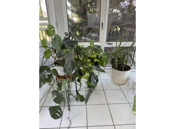 4 Live Plants With Metal Stands