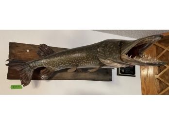 Mounted Northern Pike