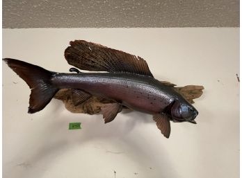 Mounted Arctic Grayling