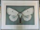 Joseph Scheer - Framed Signed Photograph Of Moth