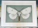 Joseph Scheer - Framed Signed Photograph Of Moth