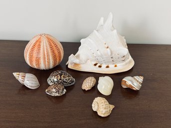 Collection Of Sea Shells