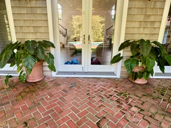 Pair Of Faux Terracotta Composite Planters With Gorgeous Elephant Ear Plants