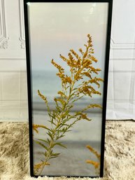 Framed Print Of A Photograph Of Goldenrod - Black Frame