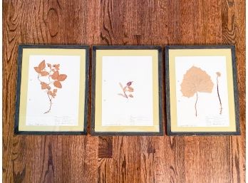 Set Of 3 Framed Dried Flowers