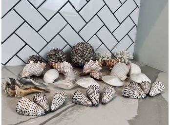 Collection Of Decorative Sea Shells And Coral