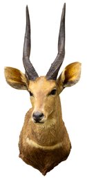 Nice African Cape Bushbuck Taxidermy Mount