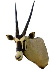 Stunning African Gemsbok Taxidermy Mount