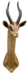 Wonderful African Gerenuk (Giraffe Gazelle) Taxidermy Mount