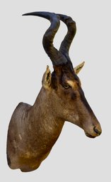 Unusual: African Hartebeest Taxidermy Mount