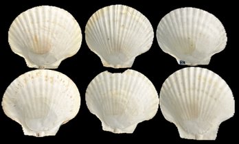 6 Pcs Large Scallop Shells Used For Serving Seafood, From Japan