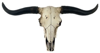 Faux Skull And Horns Wall Mount, 21'W X 11'H