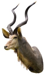 Large African Kudu Taxidermy Mount