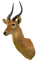 Stately African Puku Taxidermy Mount