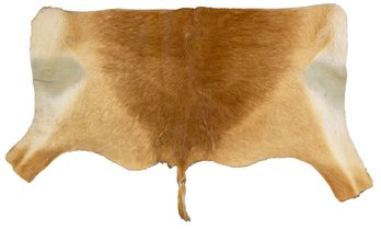 African Puku Tanned Backskin Taxidermy