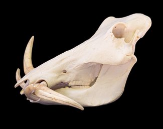 African Warthog Skull, Rare Atypical Left Tusk