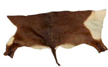 African Sable Tanned Buckskin Taxidermy