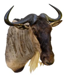 Unusual: African White-bearded Wildebeest Taxidermy Mount