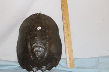 Snapping Turtle Shell Decor -see Pics For Measurements, Has A Small Hole At Wire For Hanging At Top,