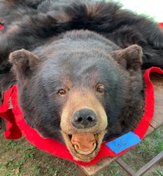 Bear Skin Rug, 52  Long X 58 Wide, Has Full Head, Some Wear To Paws